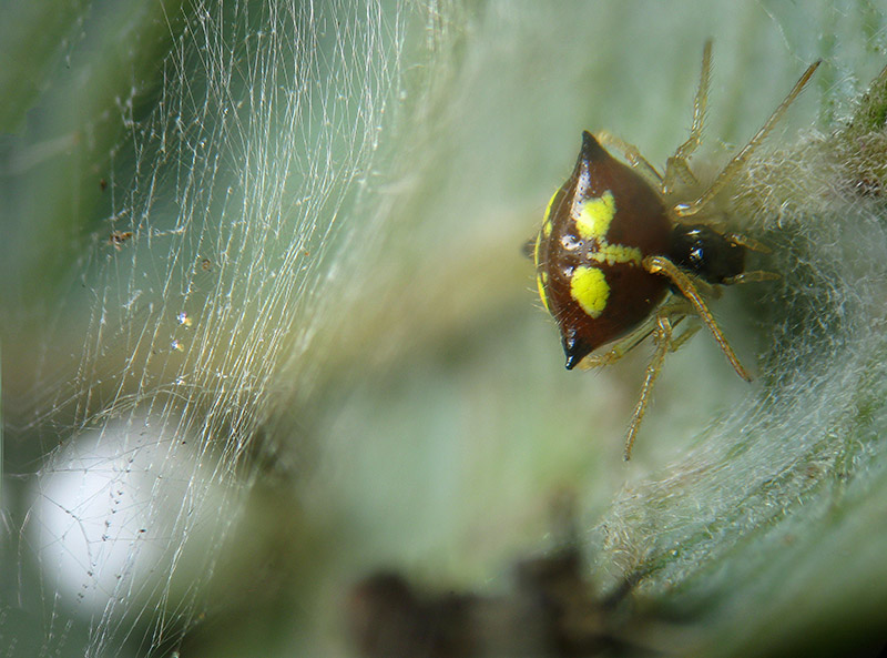 Theridula gonygaster - Besnate (VA)